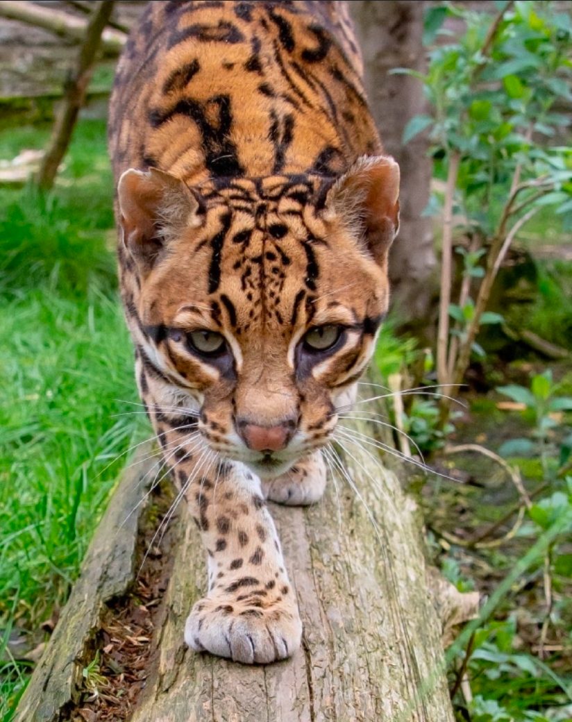 Camperdown Wildlife Centre