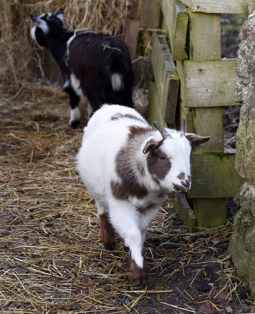 Newparks Farm