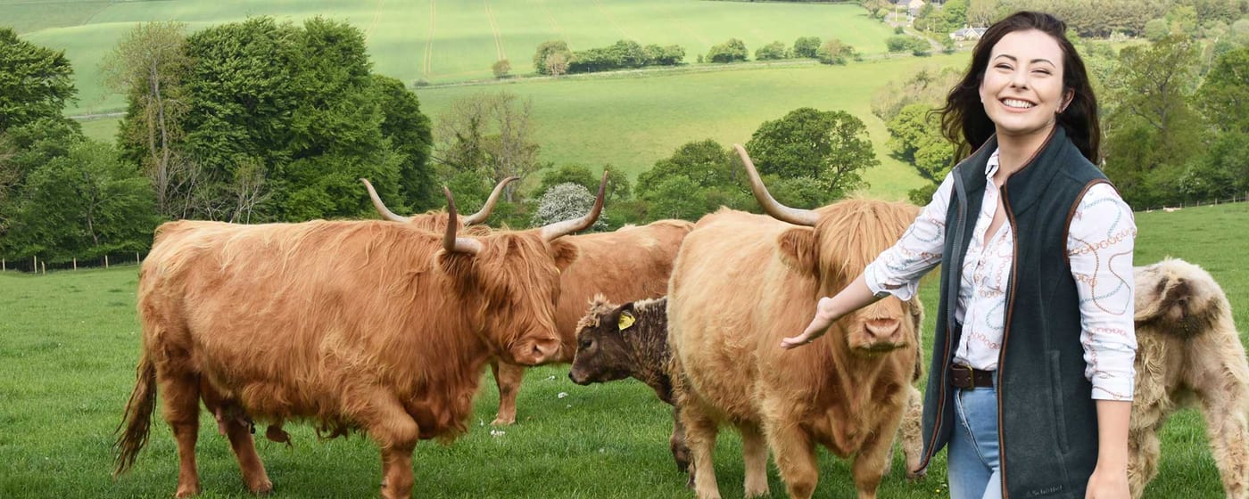 The Highland Cow Experience