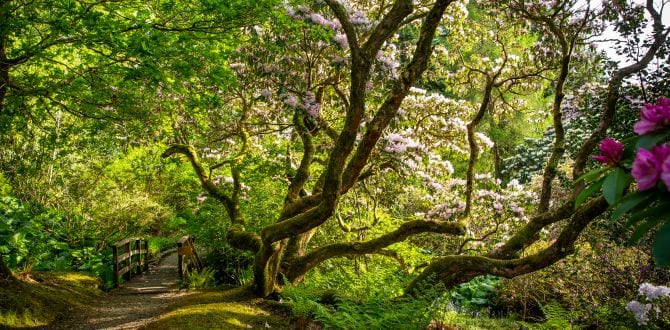 Ardkinglas Woodland Garden