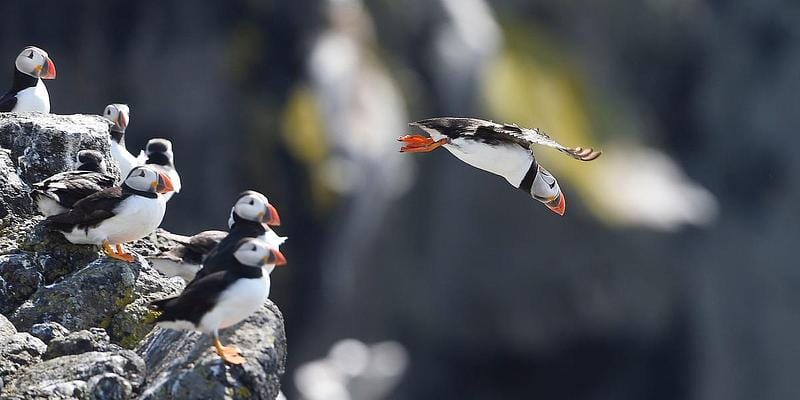 Scottish Seabird Centre