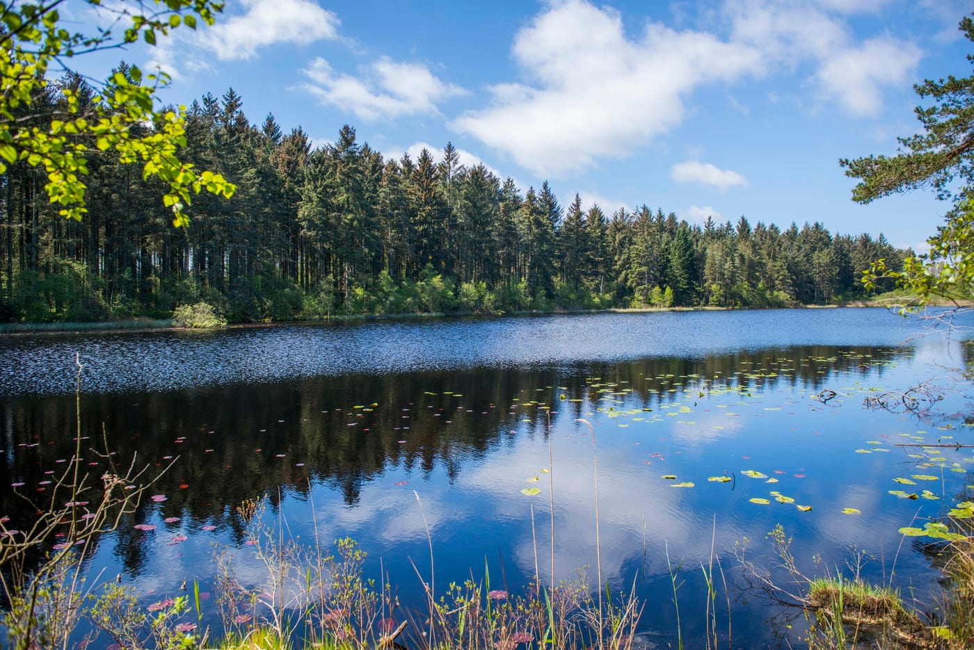Dalbeattie Forest Town Wood