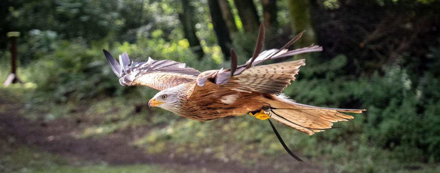 Loch Lomond Bird of Prey Centre