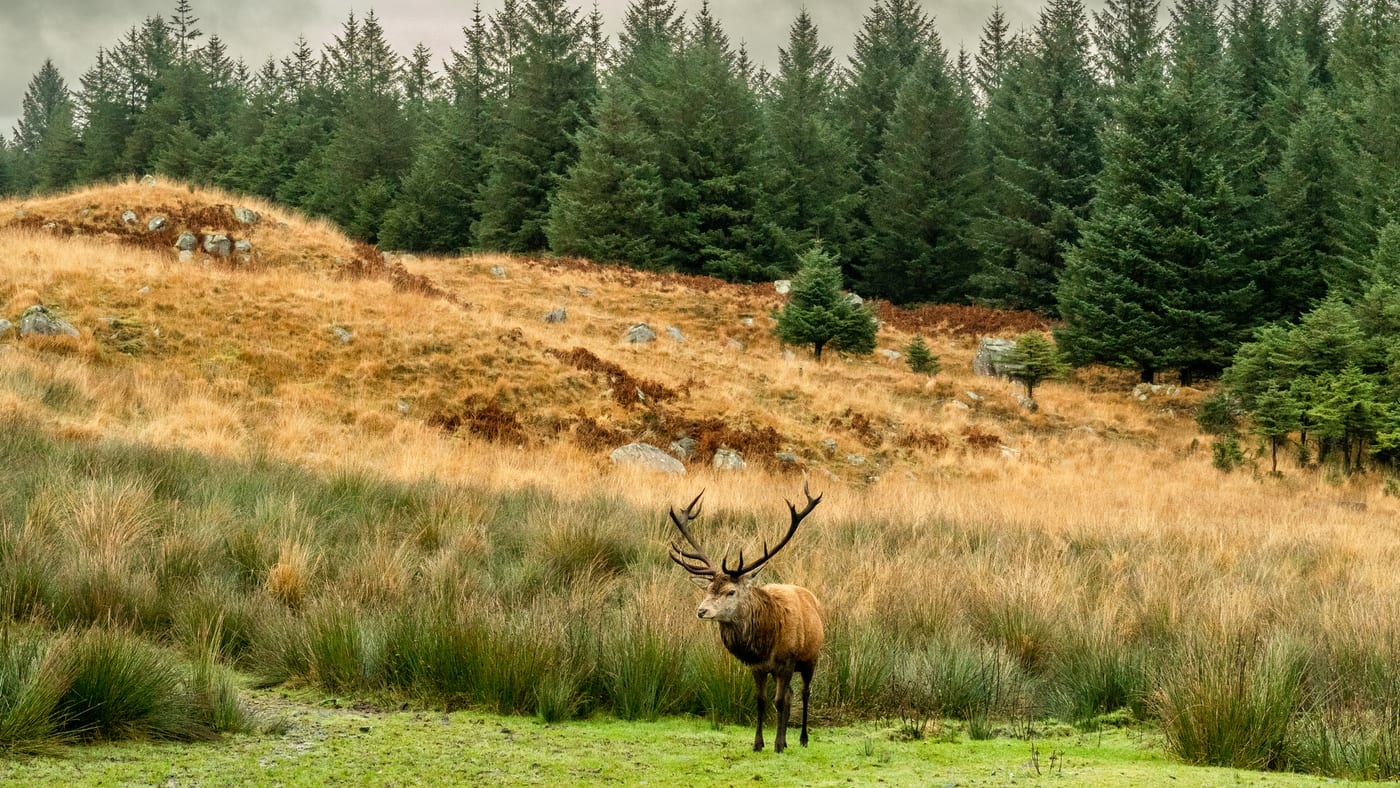 Red Deer Range
