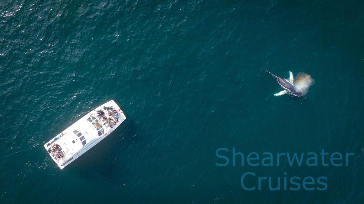 Shearwater (Summer Queen) Cruises