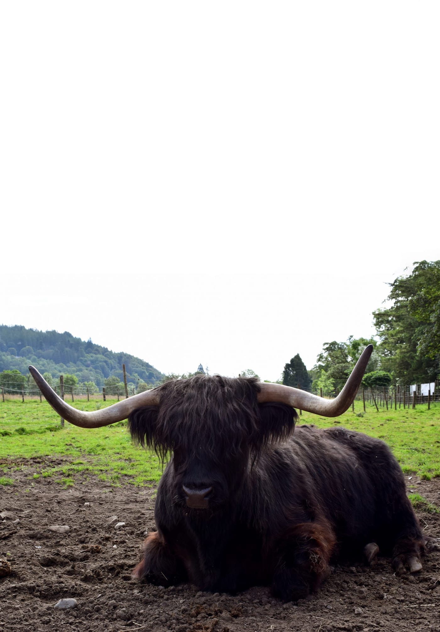 The Highland Coos ("Cows")