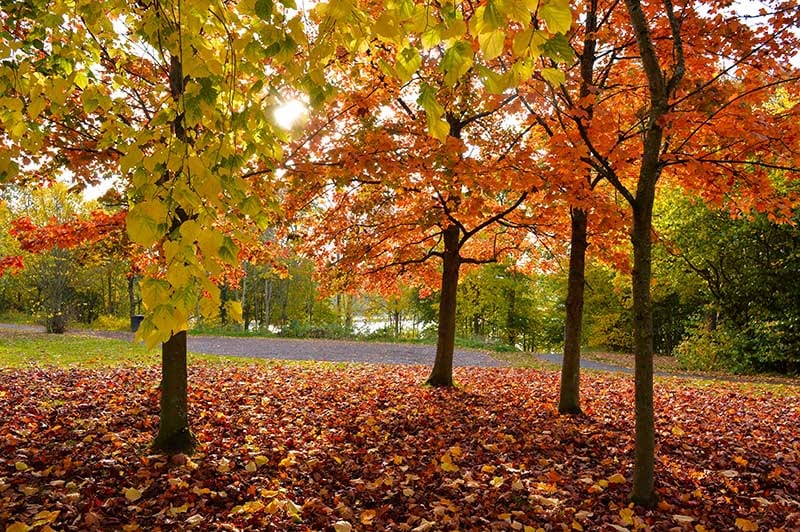 Strathclyde Country Park