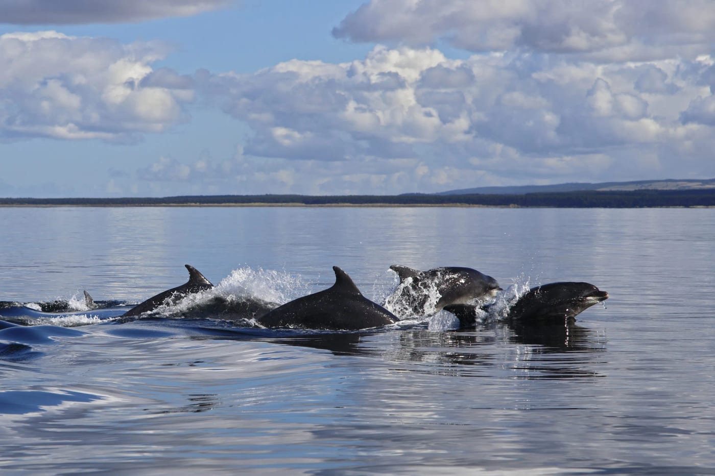 Spey Bay Dolphin Centre