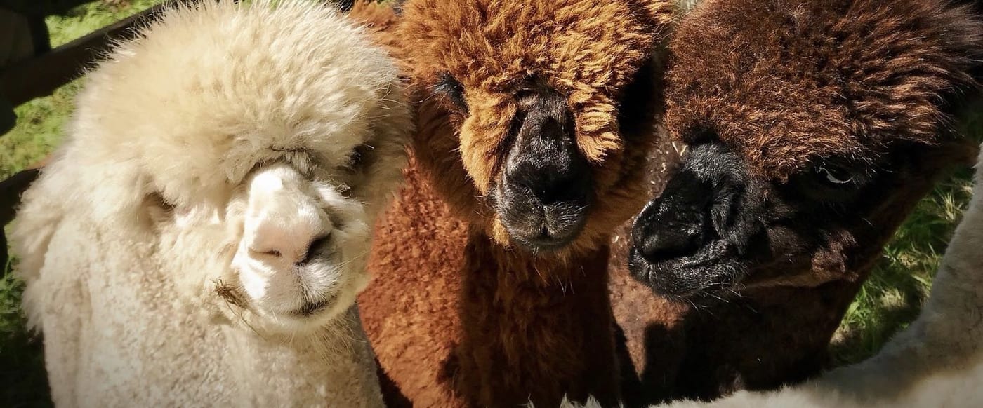 John Muir Alpacas