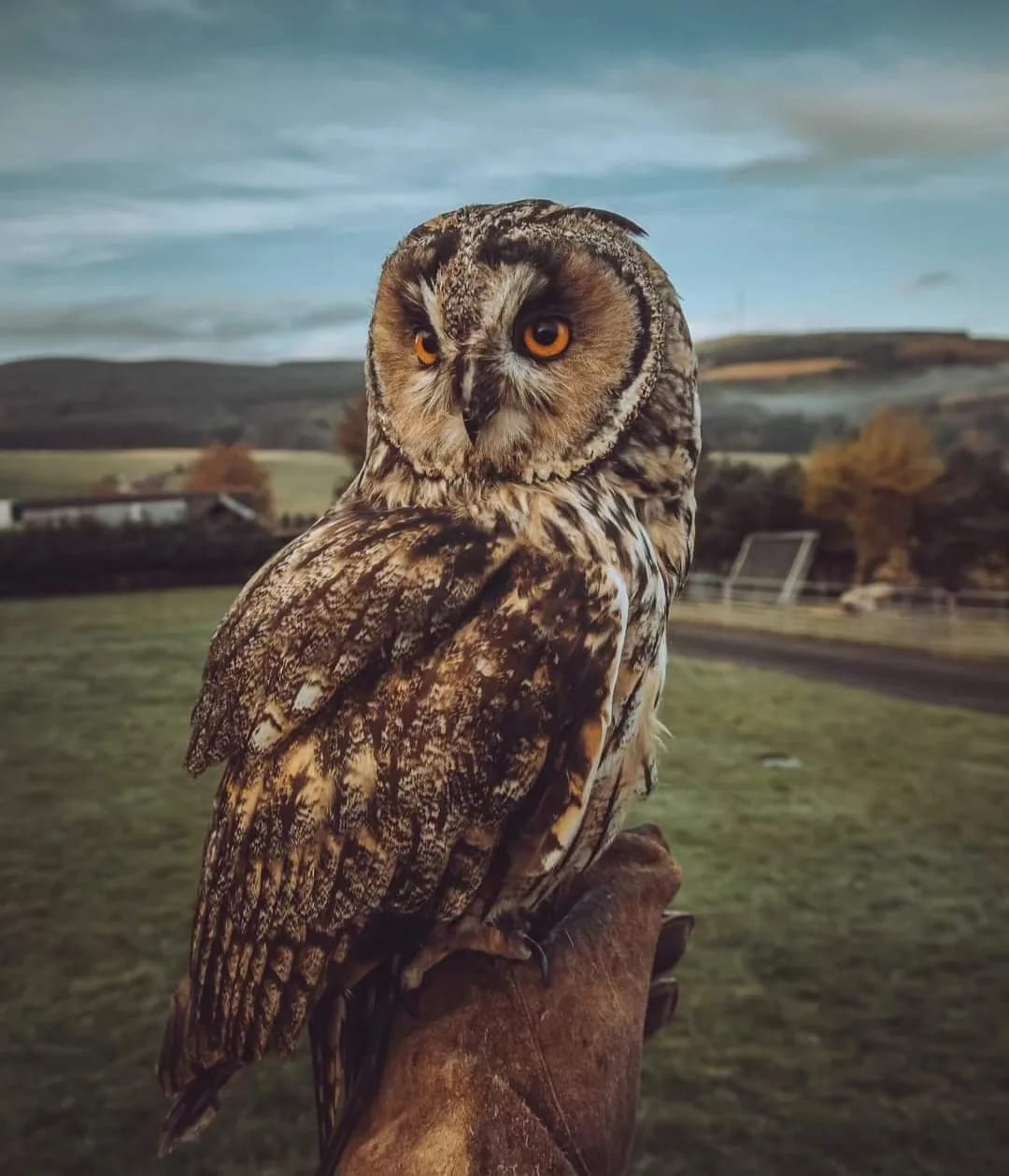 Speyside Falconry