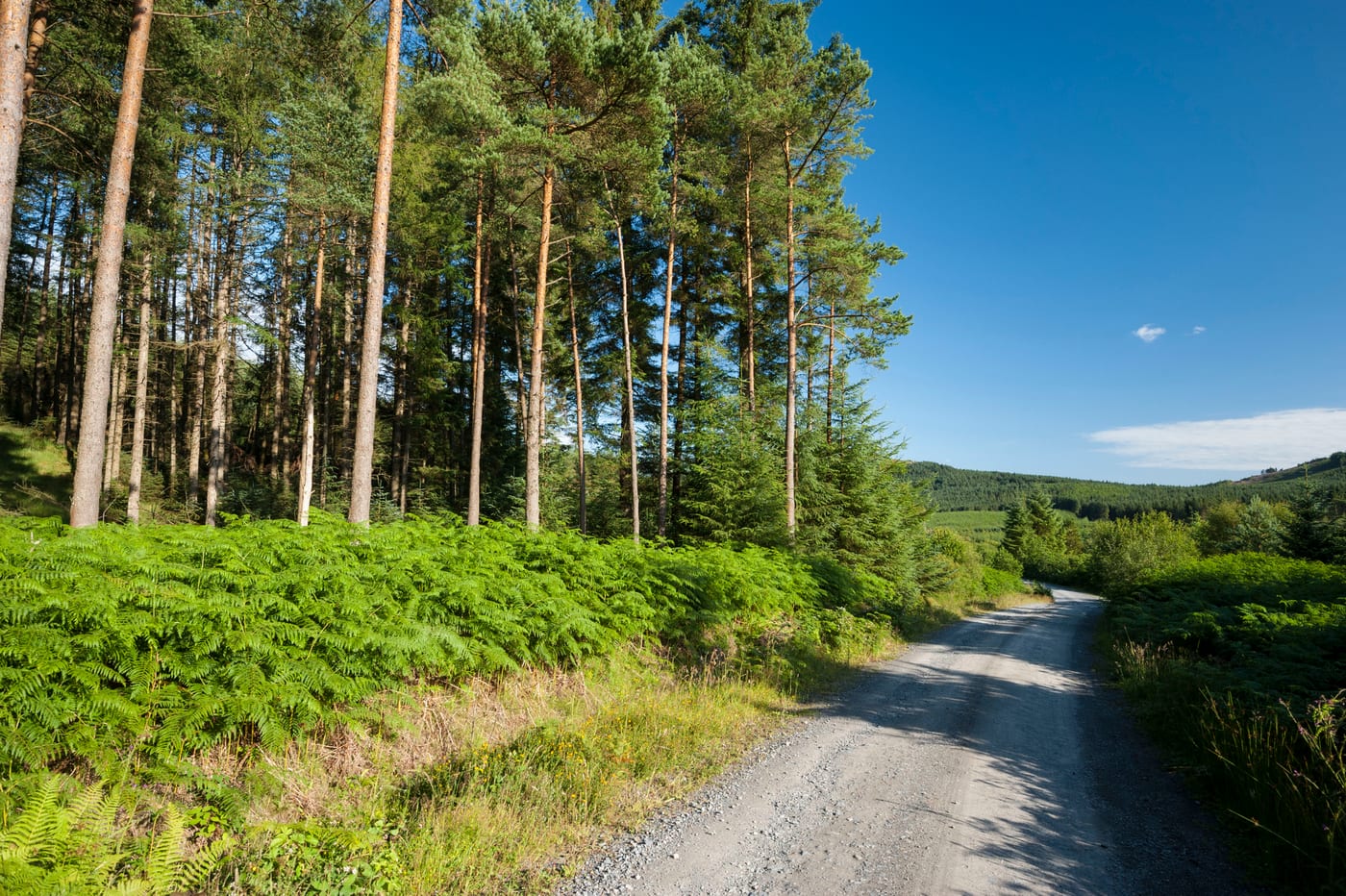 Raiders Road Forest Drive