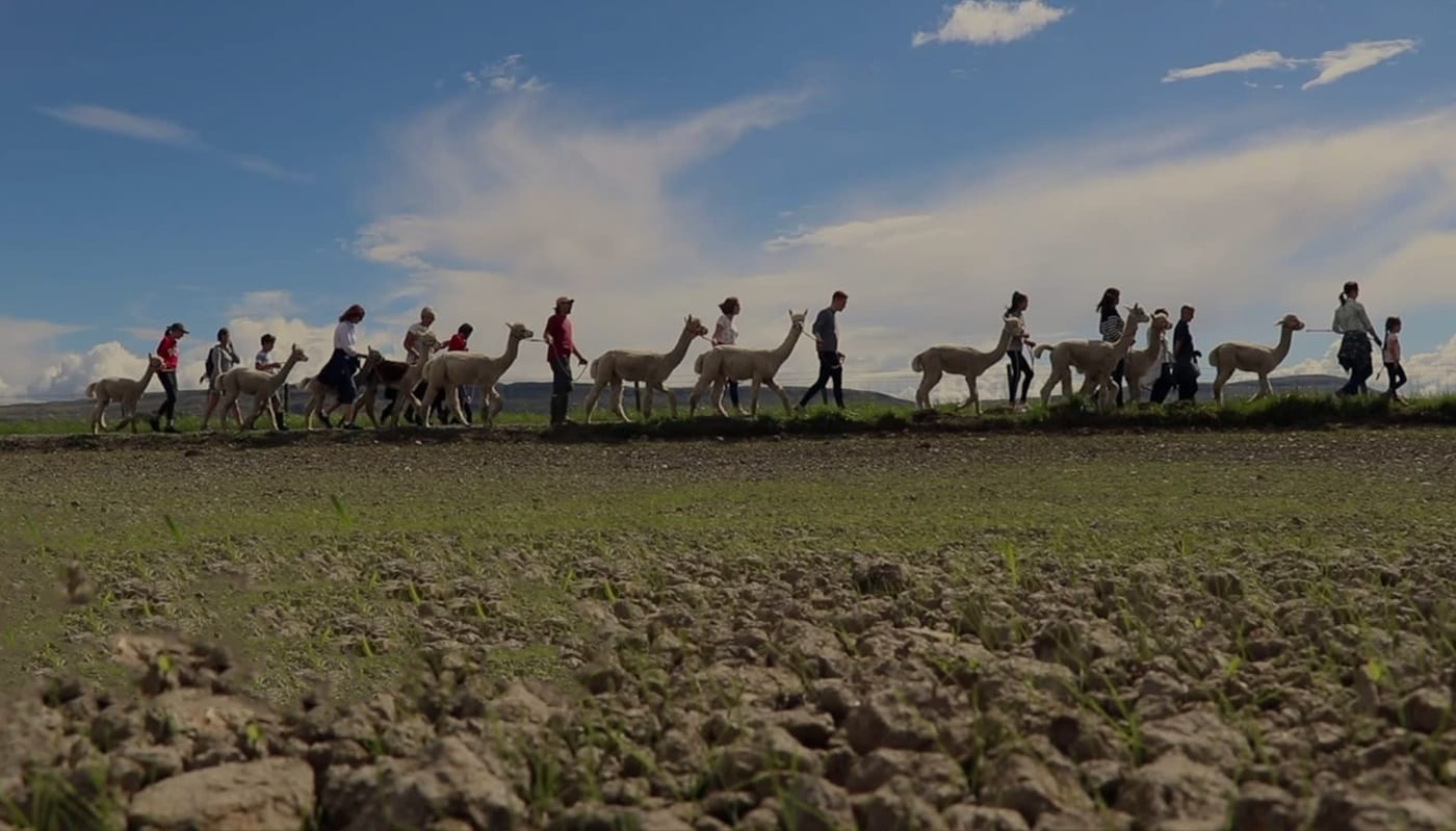 Alpaca Trekking Centre Thornhill