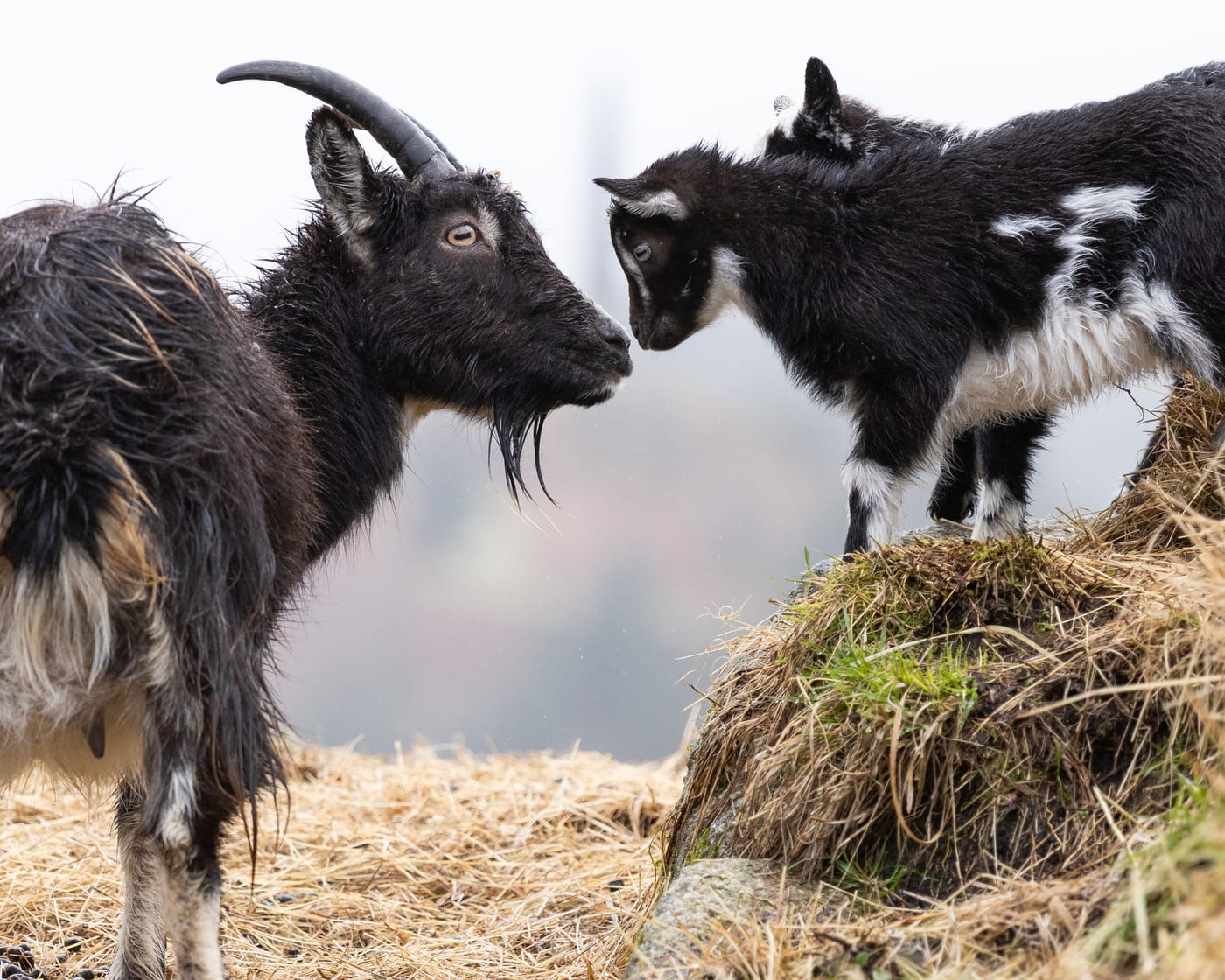 Wild Goat Park