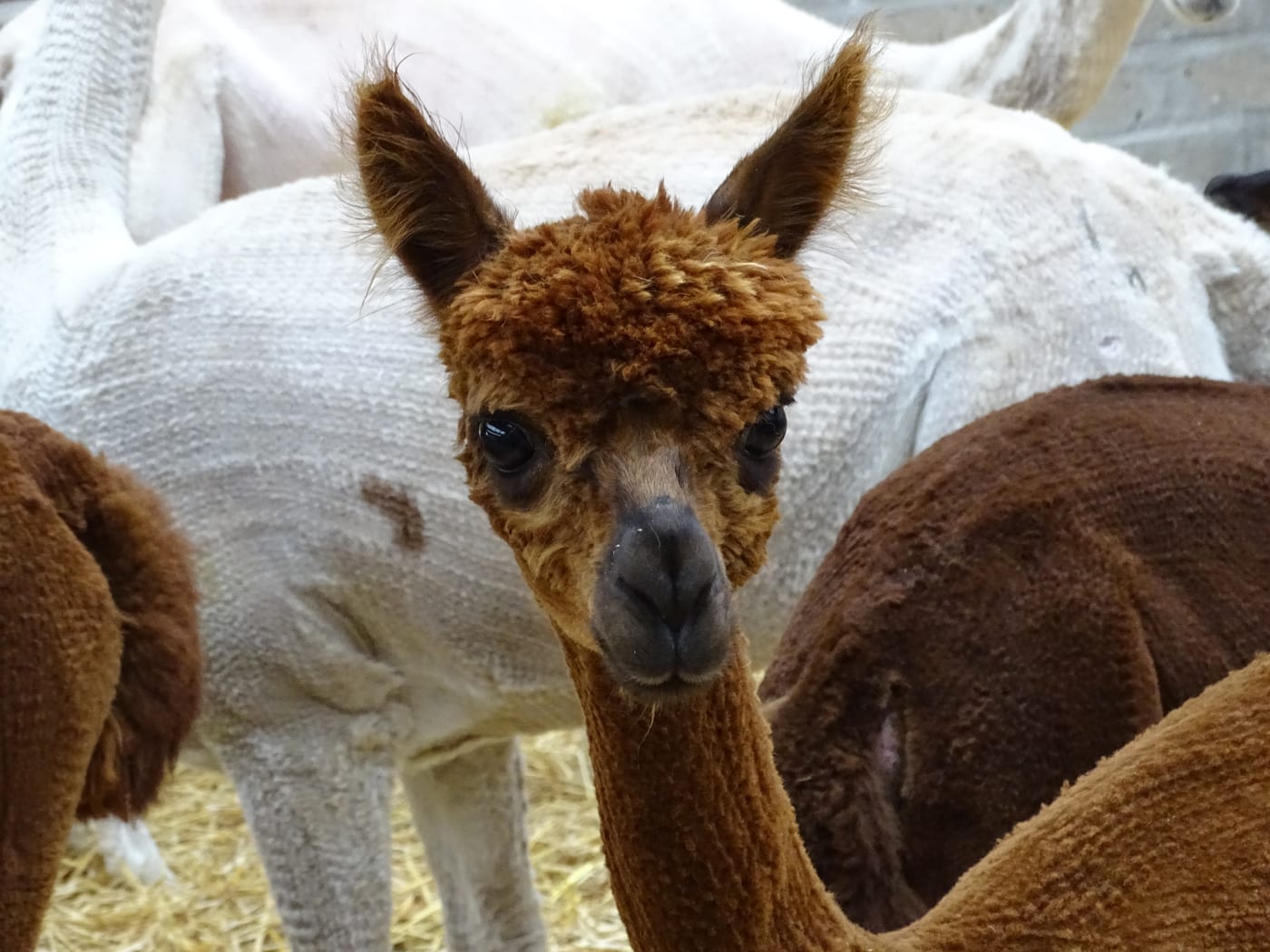 Callanish Alpacas