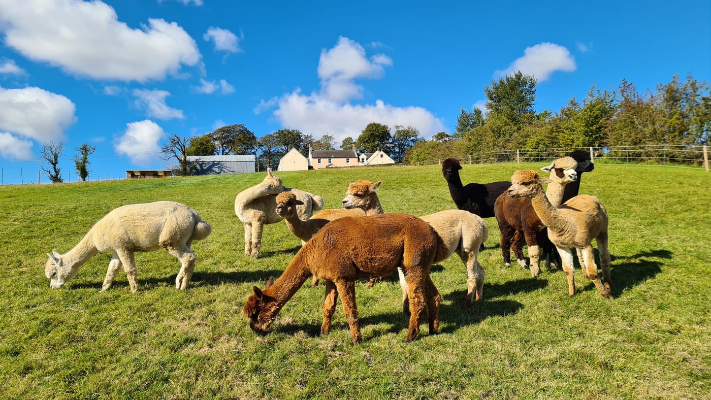 Langside Alpacas