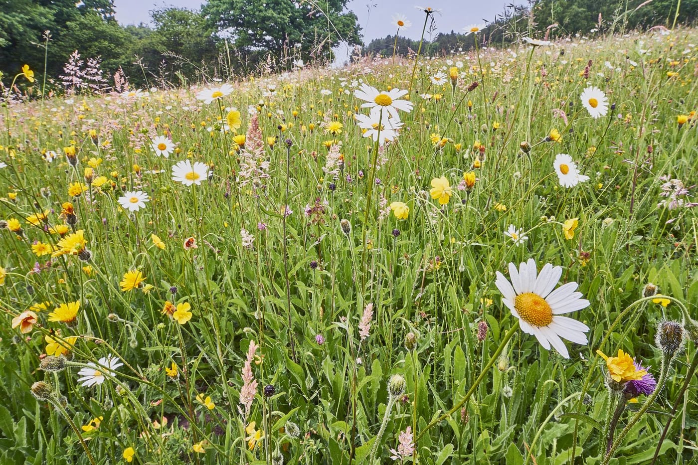 Dunbeth Public Park