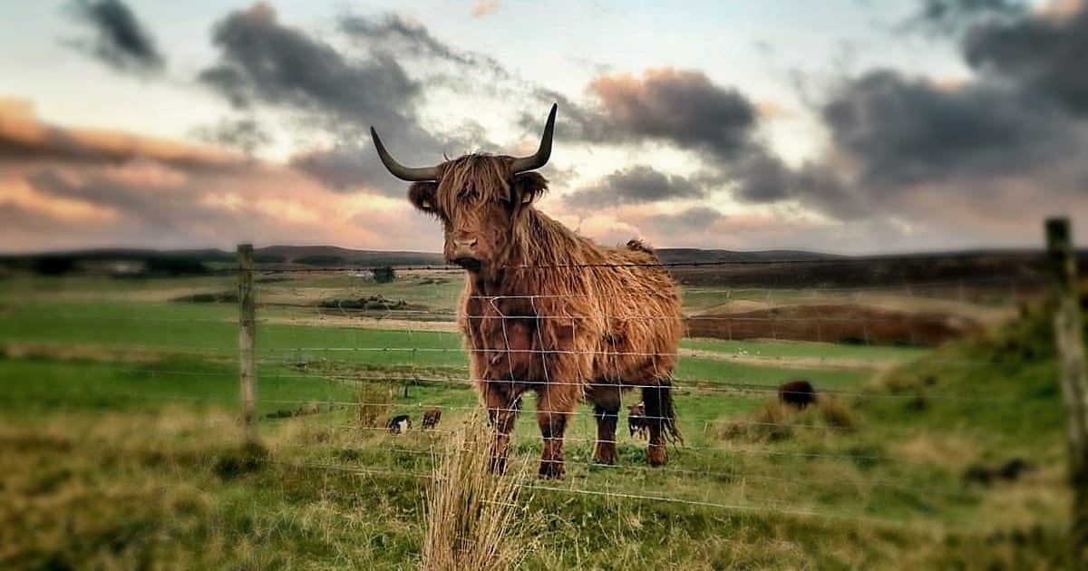 Kirkton farm