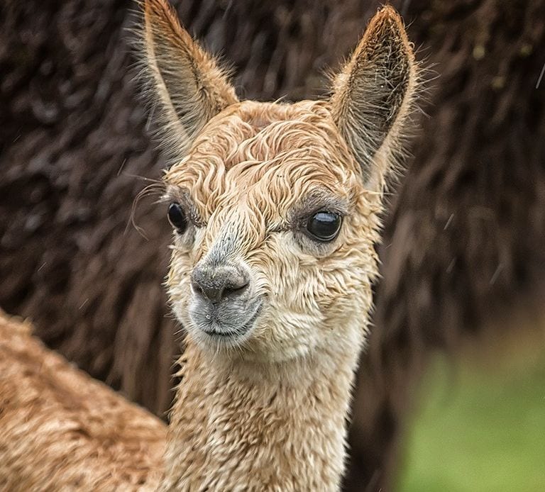 Hillview Animal Park