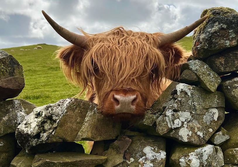 Kitchen Coos & Ewes