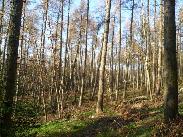 Dalkeith Country Park