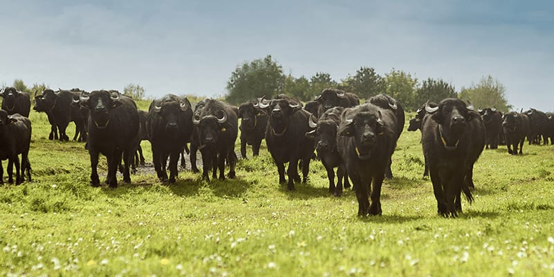The Buffalo Farm