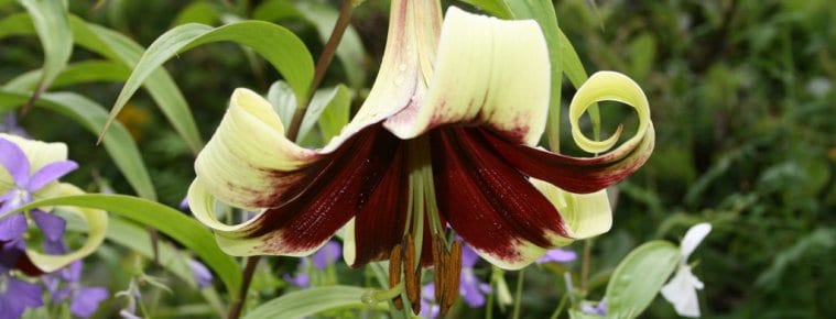 Cluny House Gardens