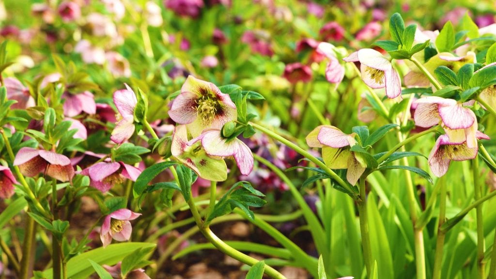 Explorers Garden